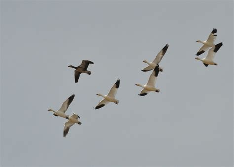 Birds of Madison County: Snow Geese migration