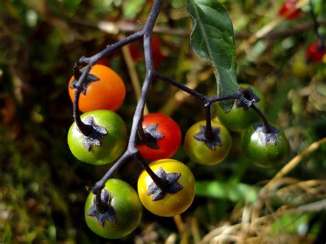 Bittersweet Nightshade Berries Solanum Dulcamara Photograph by Trinket's Legacy - Fine Art America