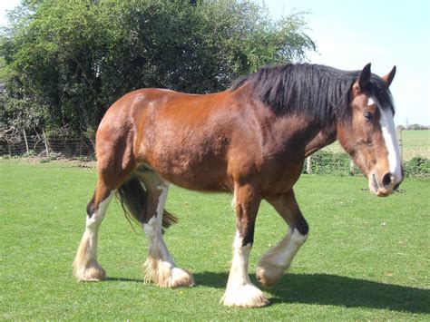 Finkley Down Farm, Andover | This is Benson, a Clydesdale ge… | Flickr