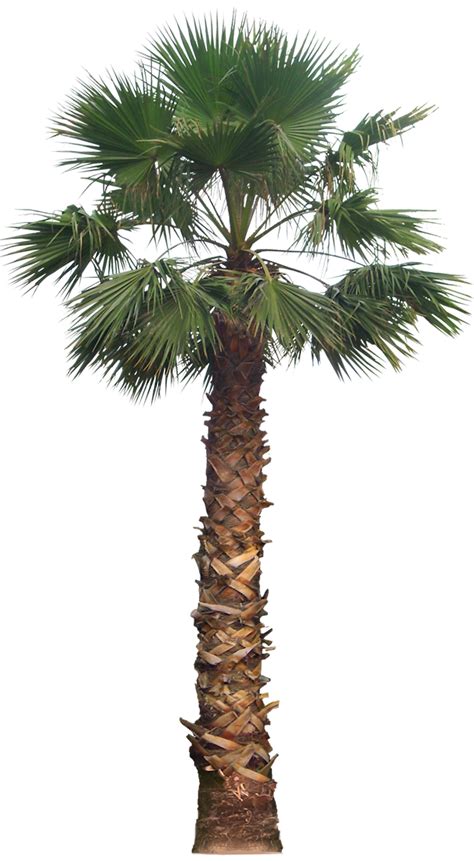 Tropical Plant Pictures: Washingtonia filifera (California Fan Palm)