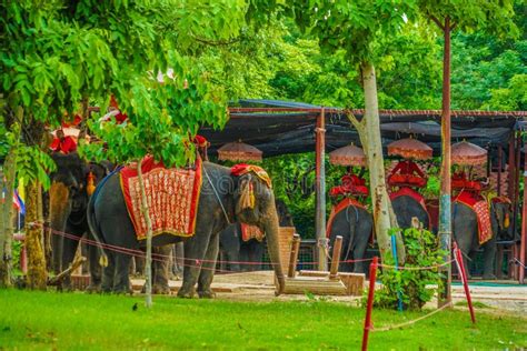 Elephant Camp Elephant (Thailand Au Taya) Stock Image - Image of elephant, tourism: 234257223