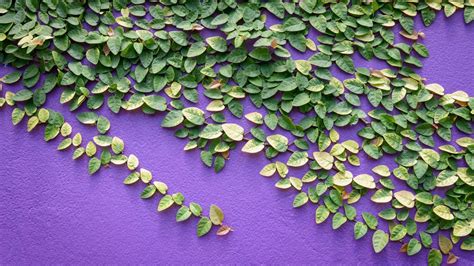 Ficus Pumila: Nature's Little Climber