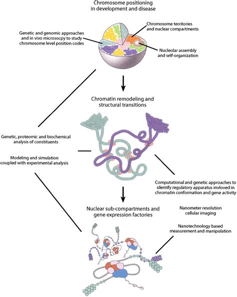 Genome Function and Nuclear Architecture: From Gene Expression to Nanoscience