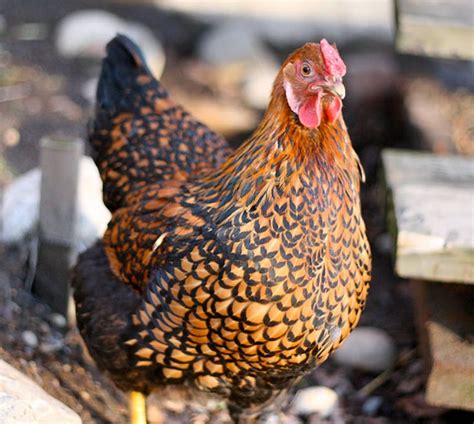 Wyandotte chicken | Layer chickens, Egg laying chickens, Chickens backyard