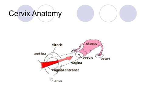 Cervix Structure