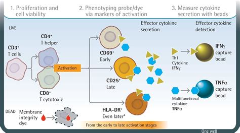 T Cell Activation Cell and Cytokine Profiling Kit