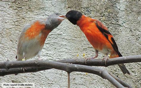 Rescuing, raising and reintroducing more Red Siskins – Red Siskin Initiative