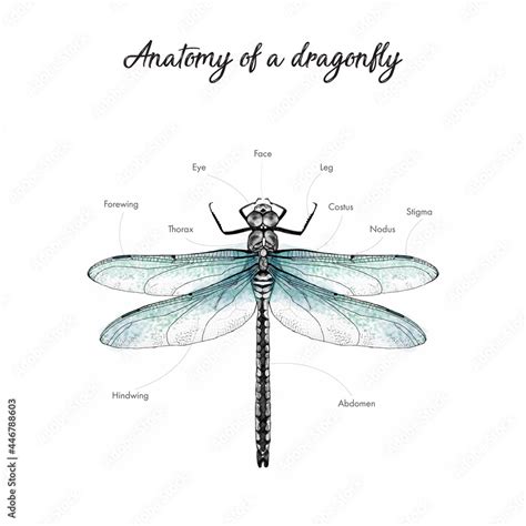 anatomy, body parts of insect dragonfly. hand drawn traced illustration ...