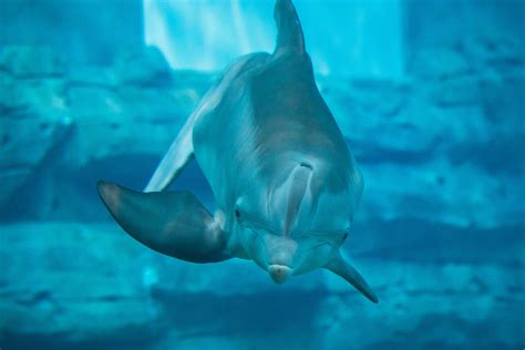 Remembering Winter the Dolphin - Clearwater Marine Aquarium