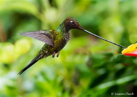 Sword-billed Hummingbird