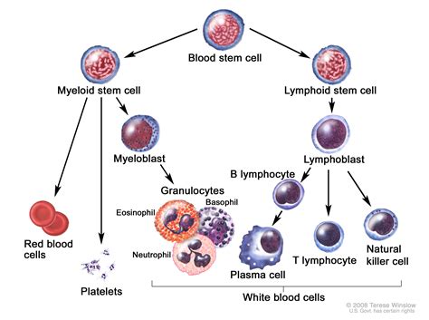 Red Blood Cells And White Blood Cells And Plasma