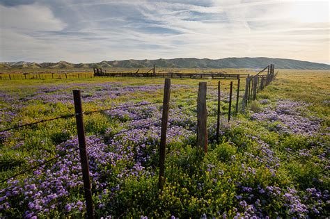 April 2019 Wildflowers at Carrizo Plain National Monument | Flickr