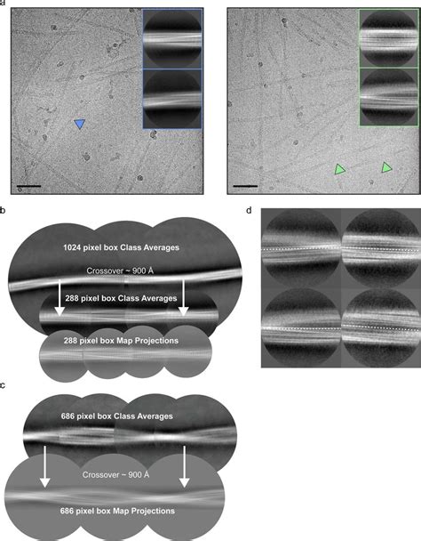 Cryo-EM images and processing a) Cryo-EM micrographs and 2D class... | Download Scientific Diagram