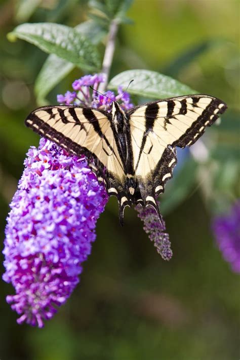 Butterfly On A Purple Flower Stock Image - Image of nectar, spring: 29177883