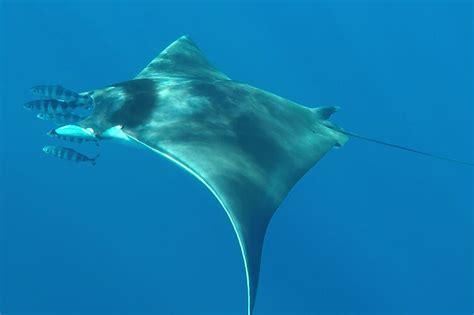 A Japanese Devilray, far from home - Museums Victoria