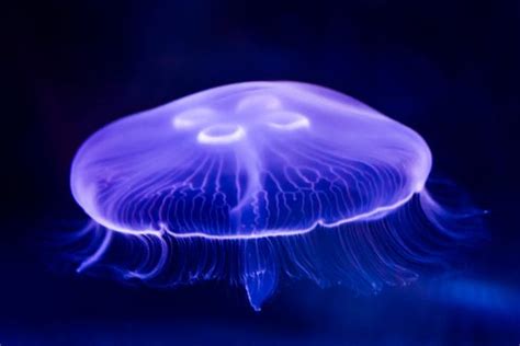 Moon Jellyfish Facts | CRITTERFACTS