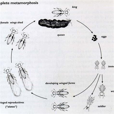 termite life cycle diagram - Elvia Thurman