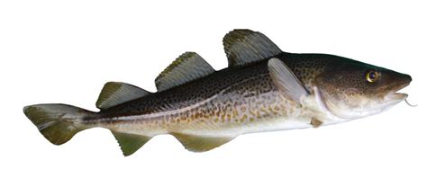 What is Scrod? (with pictures)