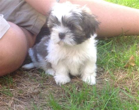 Shih tzu/ Lhasa apso puppy for Sale in Portland, Oregon Classified | AmericanListed.com