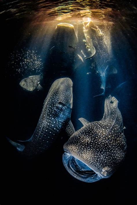 Winners of Best Underwater Photography Awards Will Take Your Breath Away – LOOK