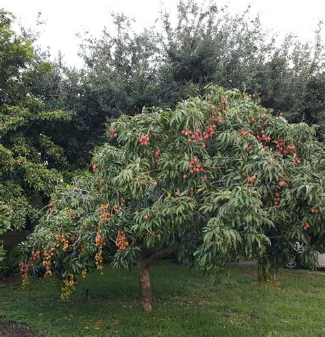 Little Lychee tree | Lychee tree, Growing fruit trees, Trees to plant