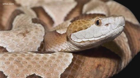 YOU SHOULD KNOW: Venomous vs. Non-venomous snakes in Texas | cbs19.tv