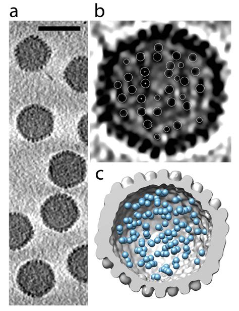 Proteins in adenovirus