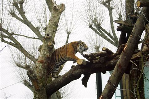 London Zoo Tiger Enclosure - Base Structures