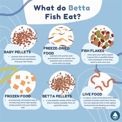 What Food is Good For Betta Fish? - Pet Food Guide