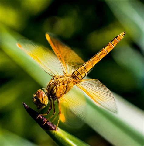 The Color of Dragonflies – Blue, Black, Orange and Many More! – School Of Bugs