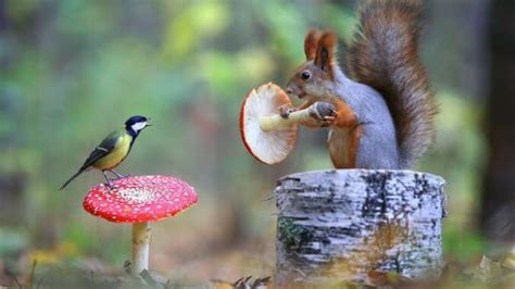 Do Squirrels Eat Birds? - Daily Birder