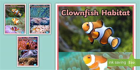 Clown Fish Habitat Poster | Classroom Resources | Twinkl