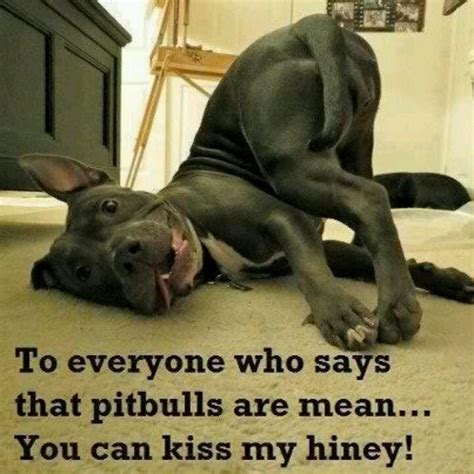 Love the silly faces Pit Bulls make | Pitbulls, Pitbulls funny, Dog love