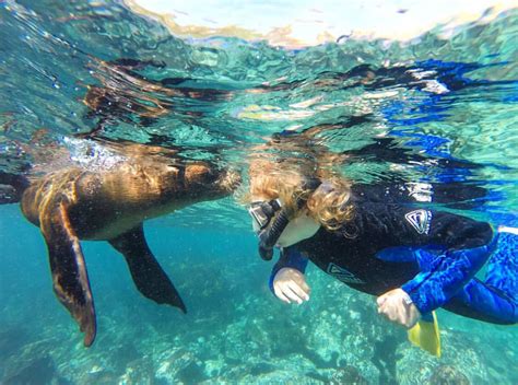 SEAL SWIM AUSTRALIA - Narooma NSW - Seal Swim Australia Welcome to Seal Swim Australia