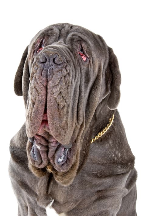 🐾 Mastino Napoletano: Rassebeschreibung Charakter dogbible