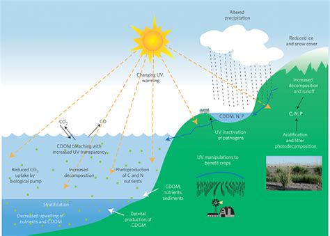 Conceptual model of aquatic and terrestrial processes that are possibly ...