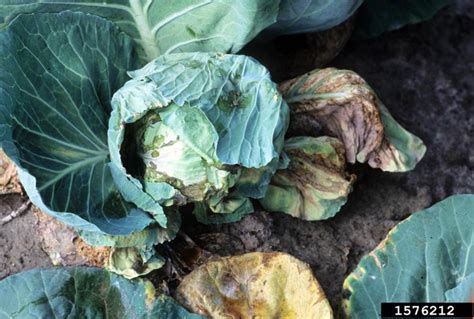 Black rot of Brassica crops | UMN Extension