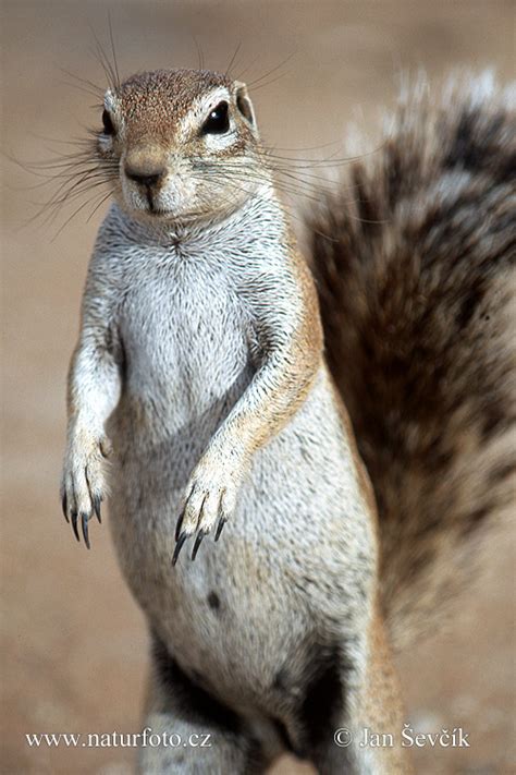 Xerus inauris Pictures, Cape Ground Squirrel Images, Nature Wildlife Photos | NaturePhoto