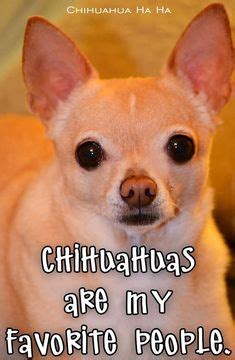 522 best chihuahua Quotes images on Pinterest in 2018 | Chihuahua ...