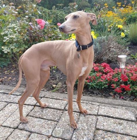 Red Fawn Italian Greyhound