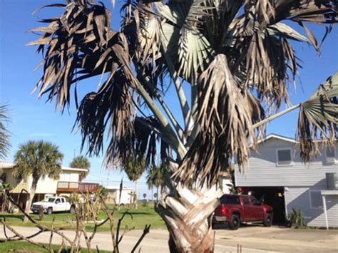 CEPRA Landscape News | Are the USDA Hardiness Zones Important for Florida