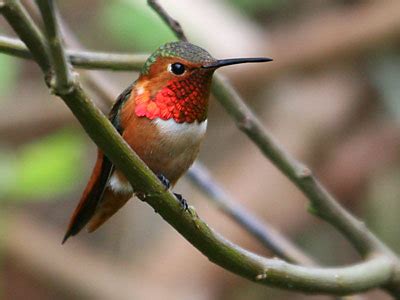 Allen's Hummingbird - Presidio of San Francisco (U.S. National Park ...