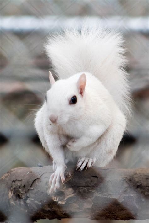 White squirrel - ZooChat