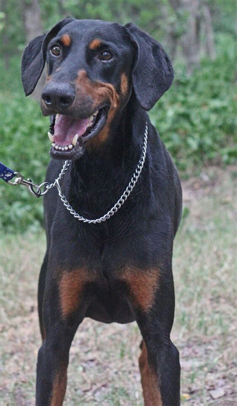 Black Doberman male Black Doberman, Doberman Dogs, Doberman Pinscher, Whippets, Thor, Canine ...