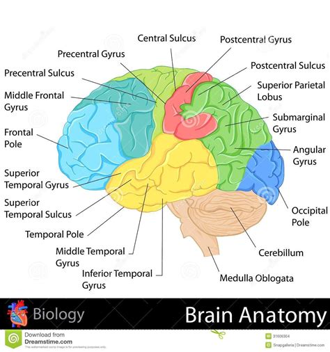 Easy Simple Brain Diagram