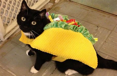 Taco Cat Taco Cat Costume, Costume Chat, Pet Costumes, Halloween Costumes, Halloween Crafts ...