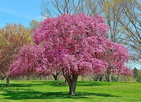 The Total Guide To Growing & Caring For A Crabapple Tree