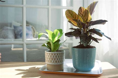 How to Care for Houseplants in the Winter