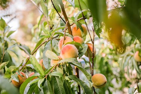 How to Grow and Care for Peach Trees