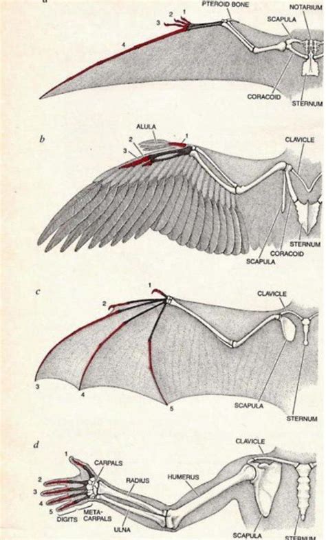 Bat Wing Anatomy